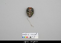 北京杖頭戲偶-花臉藏品圖，第1張